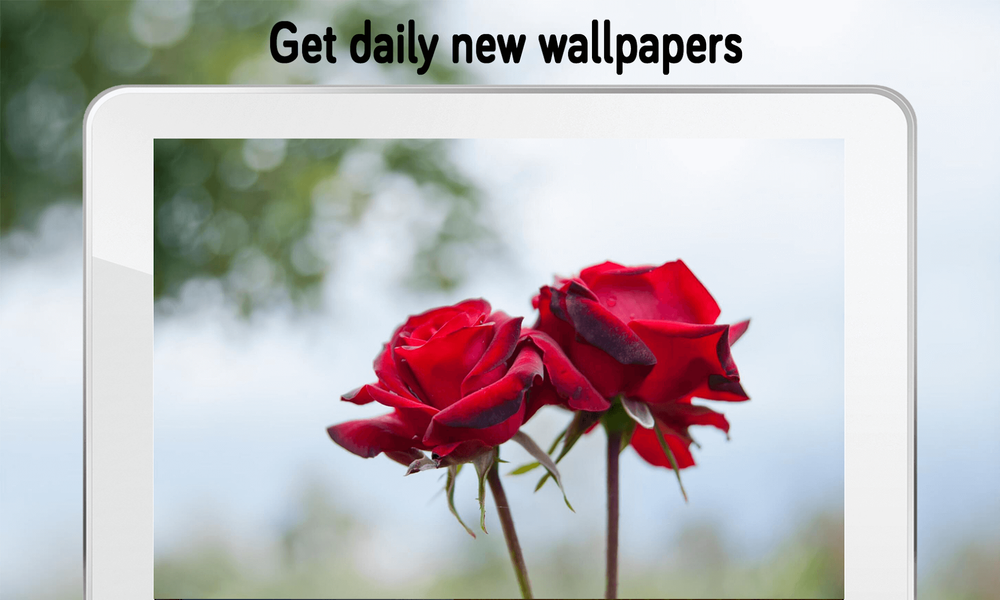 Rose Wallpaper (4k) - Image screenshot of android app