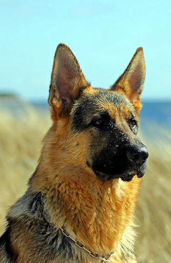 German Shepherd Dogs Wallpapers - عکس برنامه موبایلی اندروید