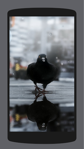 Pigeon Wallpaper HD 4K - Image screenshot of android app