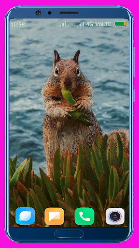 Squirrel HD Wallpaper - Image screenshot of android app