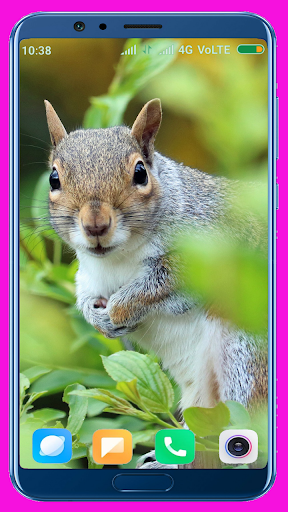 Squirrel HD Wallpaper - Image screenshot of android app