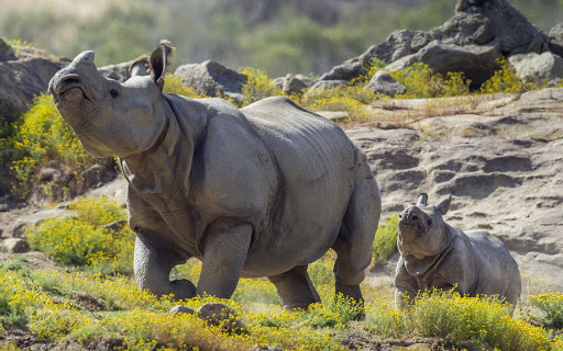 531865 1920x1080 animals rhino wallpaper JPG 186 kB  Rare Gallery HD  Wallpapers