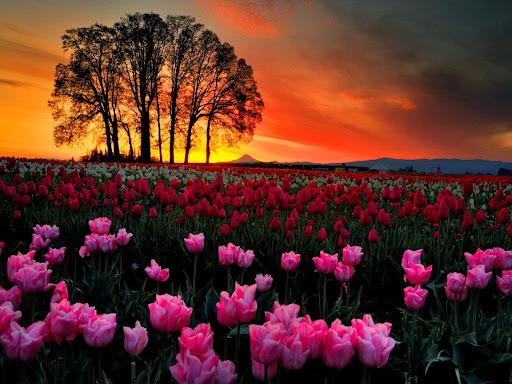 Tulip Flower Wallpaper HD - عکس برنامه موبایلی اندروید