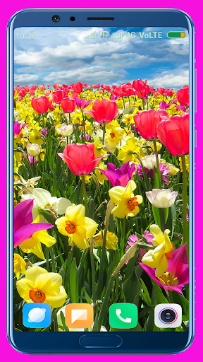 Tulips Flower HD Wallpaper - عکس برنامه موبایلی اندروید