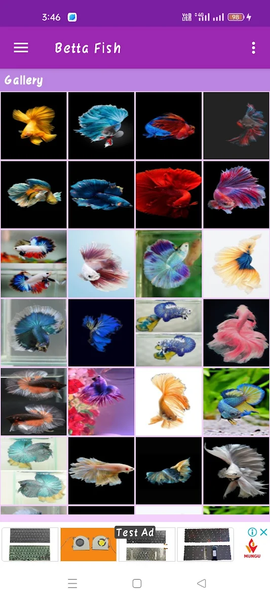 Betta Fish Wallpaper - Image screenshot of android app