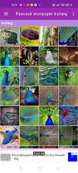 Peacock Wallpaper Gallery - عکس برنامه موبایلی اندروید