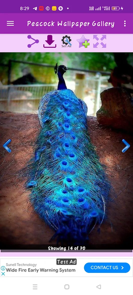 Peacock Wallpaper Gallery - عکس برنامه موبایلی اندروید