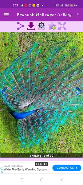 Peacock Wallpaper Gallery - عکس برنامه موبایلی اندروید