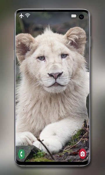 White Lion Wallpaper - Image screenshot of android app