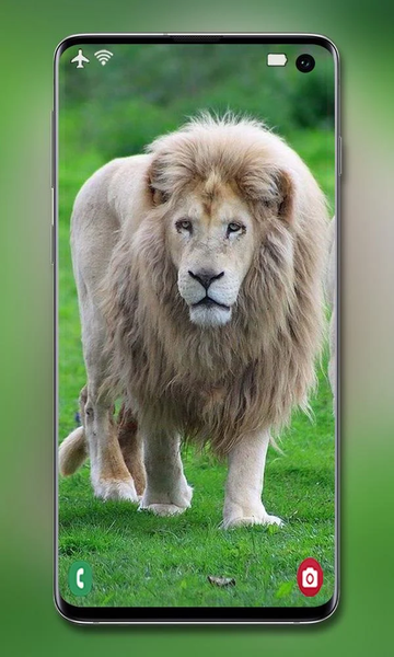 White Lion Wallpaper - Image screenshot of android app