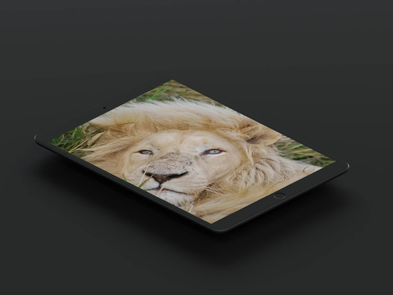 White Lion Wallpaper - Image screenshot of android app