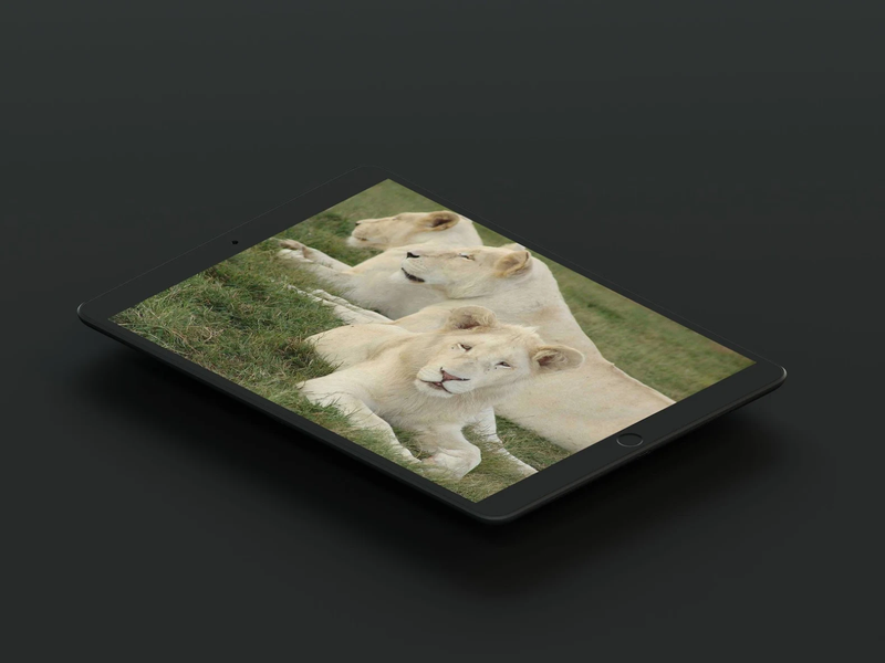 White Lion Wallpaper - Image screenshot of android app
