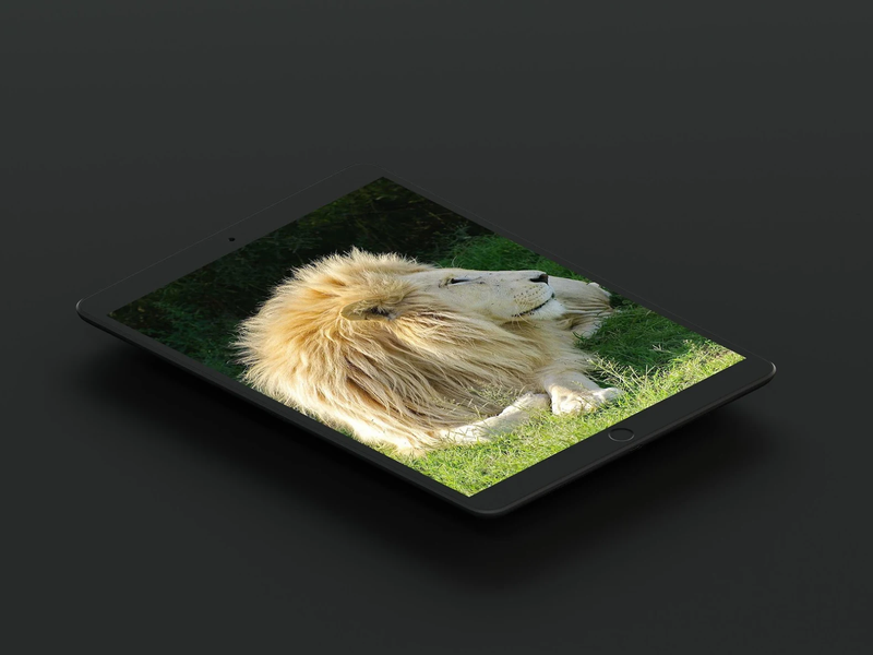 White Lion Wallpaper - Image screenshot of android app