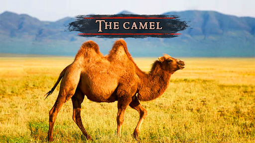 The Camel - Gameplay image of android game