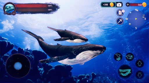 The Humpback Whales - Image screenshot of android app