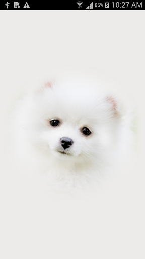 Cute Puppy Wallpapers - Image screenshot of android app