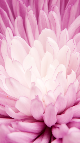 Pink Wallpapers - Image screenshot of android app