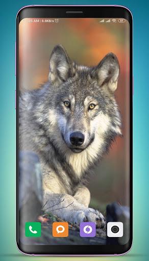 Wolf Wallpaper HD - Image screenshot of android app