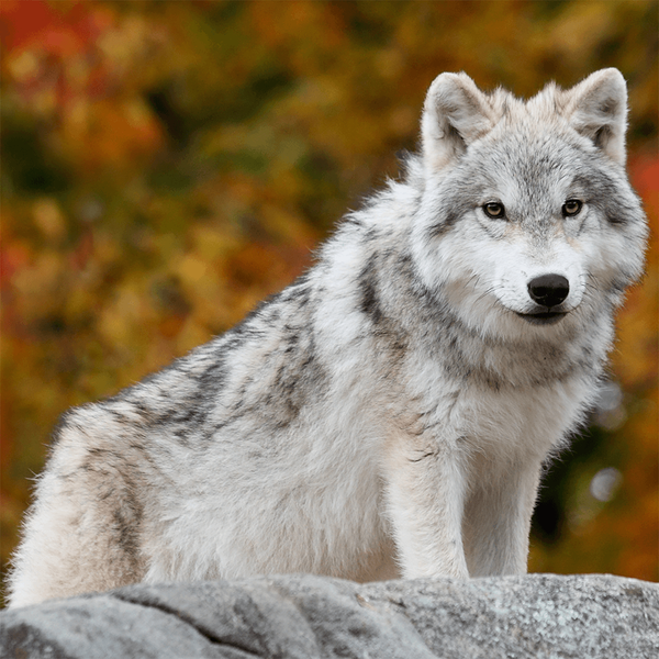 Wolf Jigsaw Puzzle Games - Gameplay image of android game