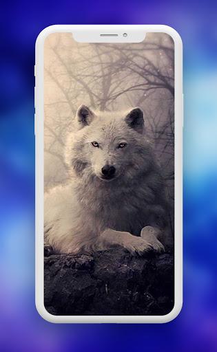 Wolf Wallpaper ـ Wolves - عکس برنامه موبایلی اندروید