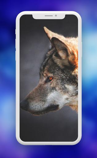 Wolf Wallpaper ـ Wolves - عکس برنامه موبایلی اندروید