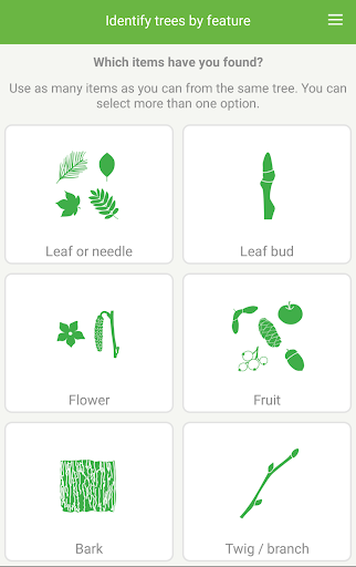 Tree ID - British trees - Image screenshot of android app