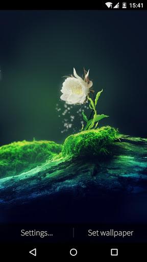 Cactus Flower Live Wallpaper - عکس برنامه موبایلی اندروید