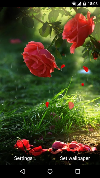 Red Rose Flower Live Wallpaper - Image screenshot of android app