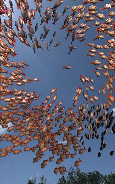 school of fish AR - عکس بازی موبایلی اندروید