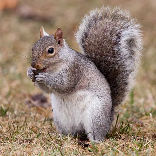 Squirrels Jigsaw Puzzles - عکس بازی موبایلی اندروید