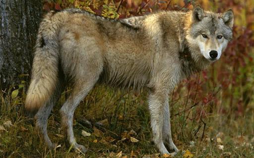 Wolf Jigsaw Puzzles - عکس بازی موبایلی اندروید