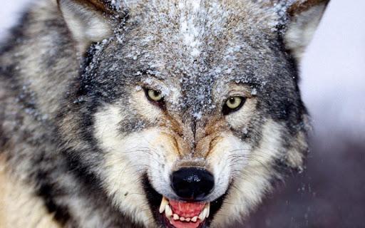 Wolf Jigsaw Puzzles - عکس بازی موبایلی اندروید