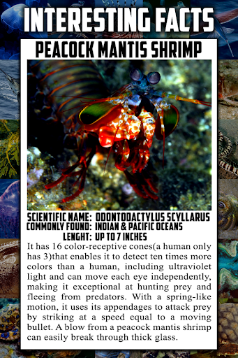 Sea Animal Encyclopedia - Image screenshot of android app