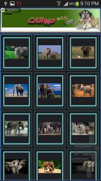 گالری عكس حيوانات - Image screenshot of android app
