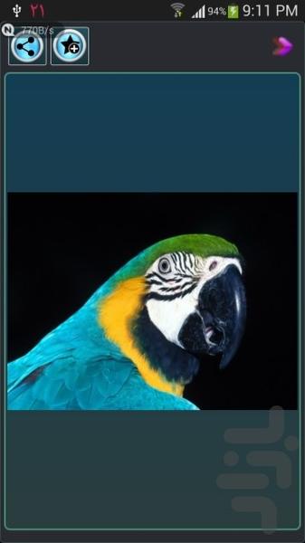 گالری عكس حيوانات - Image screenshot of android app