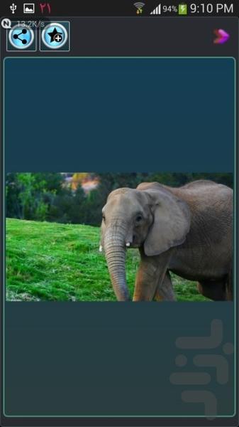 گالری عكس حيوانات - Image screenshot of android app