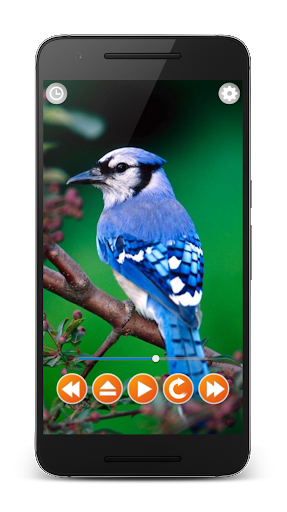 Birds Sounds Relax and Sleep - Image screenshot of android app