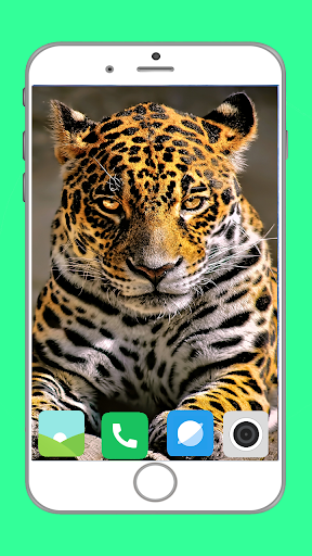 Zoo  Full HD Wallpaper - Image screenshot of android app