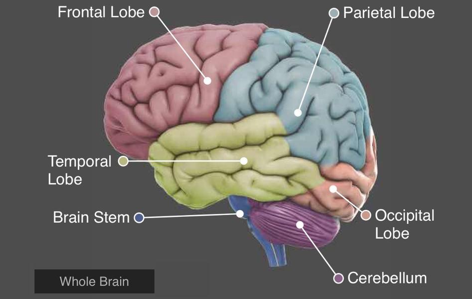 Brain - Image screenshot of android app