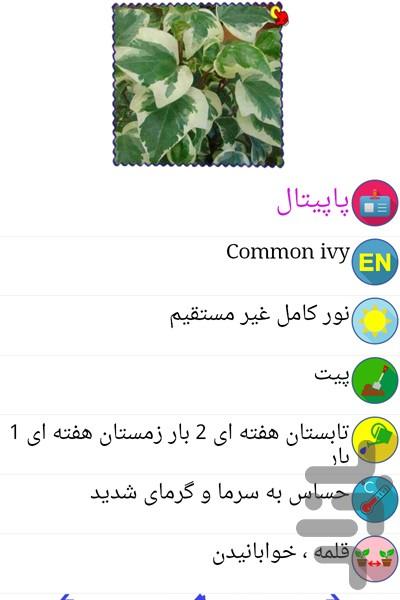 گلدون - Gameplay image of android game