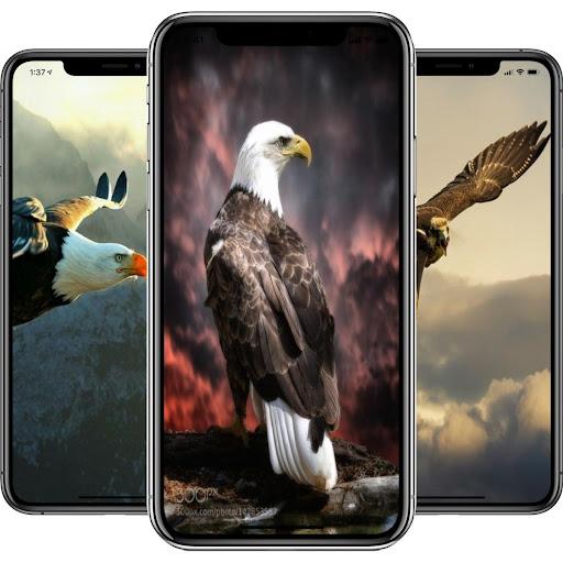 Eagle Video Live Wallpaper HD - Image screenshot of android app
