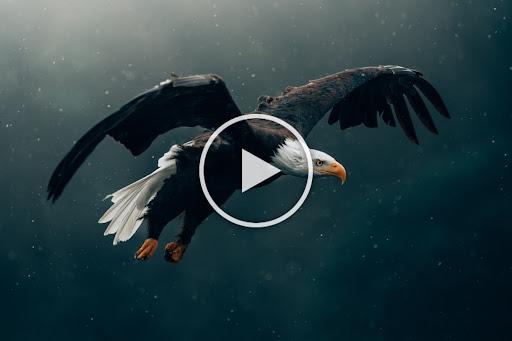 Eagle Video Live Wallpaper HD - Image screenshot of android app