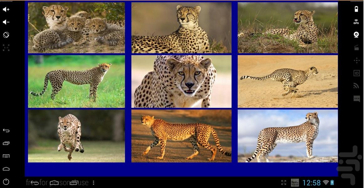 Cheetah - Gameplay image of android game