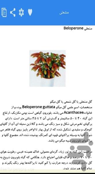 گلهای آپارتمانی - عکس برنامه موبایلی اندروید