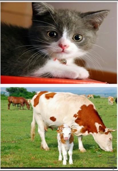 آموزش حیوانات - عکس برنامه موبایلی اندروید