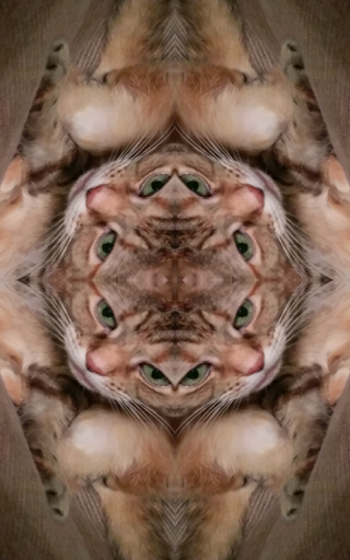 Funny Mirror Free - عکس برنامه موبایلی اندروید