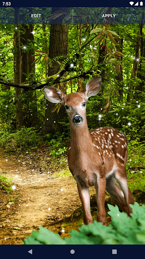 Forest Live Wallpaper - عکس برنامه موبایلی اندروید