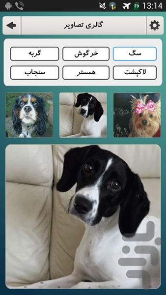 Pets (حیوانات خانگی) - عکس برنامه موبایلی اندروید