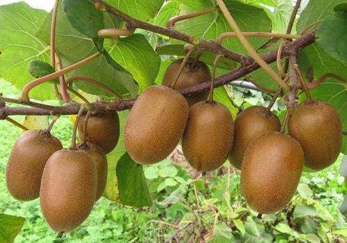 Kiwi - عکس برنامه موبایلی اندروید