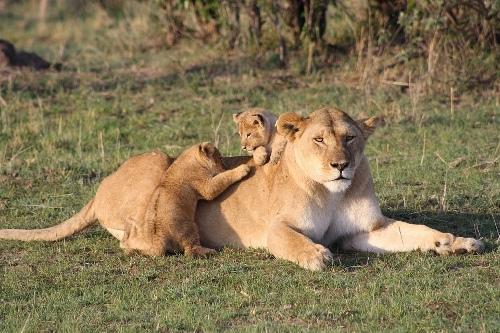 Lion - عکس برنامه موبایلی اندروید